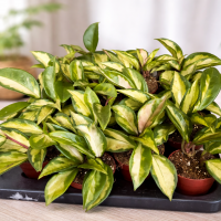 Hoya australis (Voskovka) ´TRICOLOR´ - výška 6 cm, kont. P6